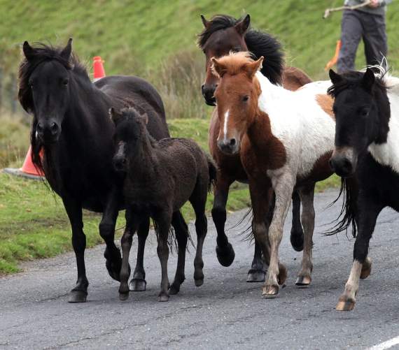 Tavistock MP calls for Dartmoor pony protection