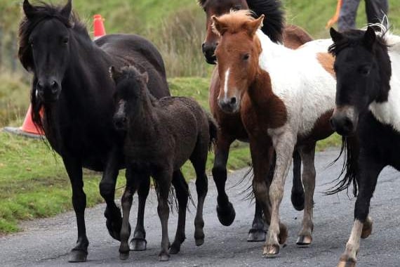 dartmoor ponies drift merrivale