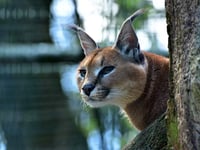 Big cat sighting at  Dartmoor beauty spot