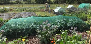 Allotments at Milton Abbot will soften blow of rising cost of living