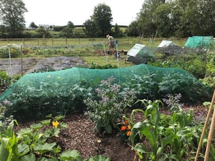 Allotments at Milton Abbot will soften blow of rising cost of living