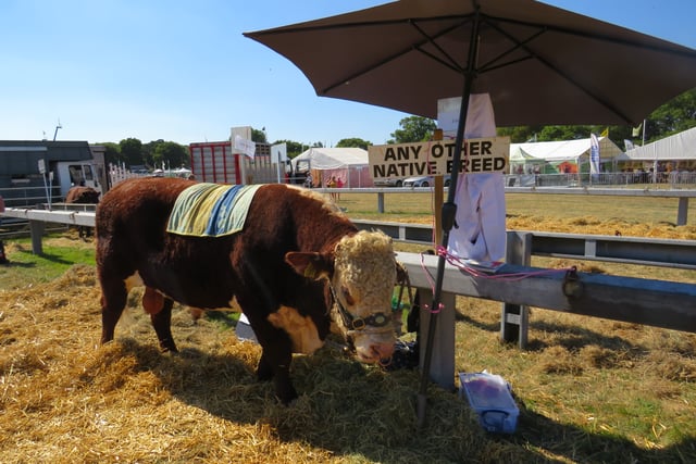 Okehampton Show is a scorcher!