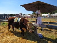 Okehampton Show is a scorcher!