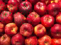 Apple Fest has been postponed