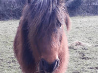 Recycling gadgets helps rehome ponies