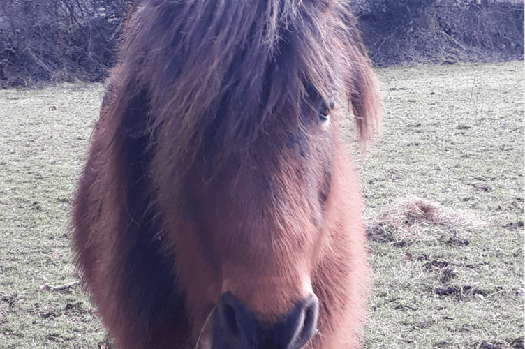 Pony