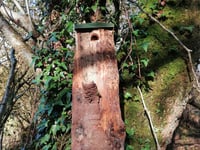 Survey to take place to monitor declining bird