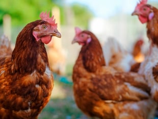Bird flu: Chief Vet lifts Prevention Zone across the UK
