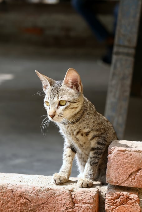 cat