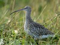 Free wildlife and wellbeing walk