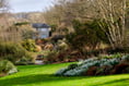 Snowdrops to make you smile