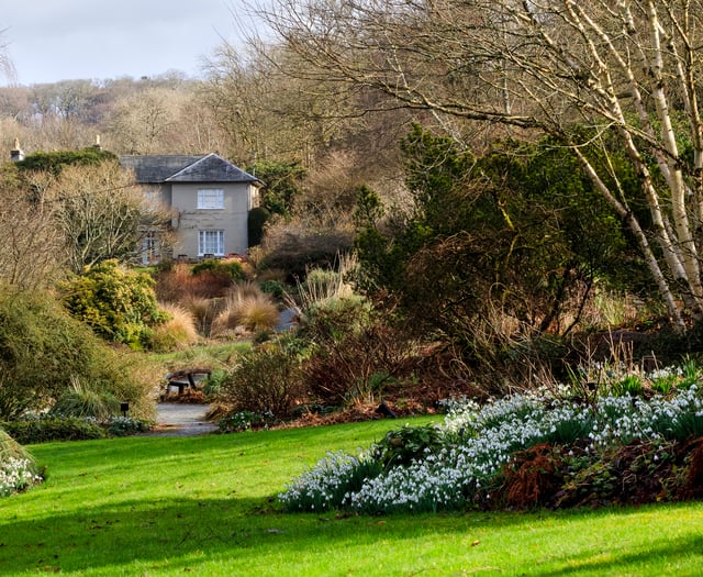 Snowdrops to make you smile