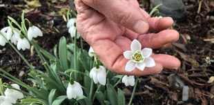 The Garden House shows off snowdrops