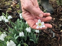 The Garden House shows off snowdrops