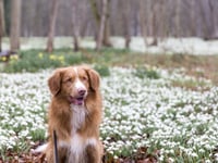 National Trust opens survey into dog-friendly places in the South West