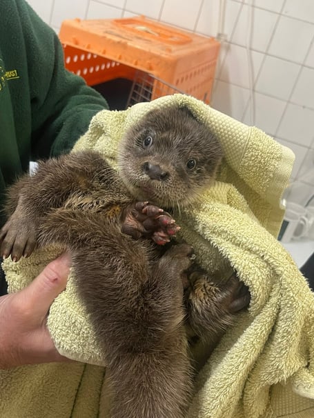 Name this orphaned otter found in Tavistock - now being rehabilitated by the UK Wild Otter Trust.