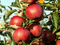 Apple pressing event on its way