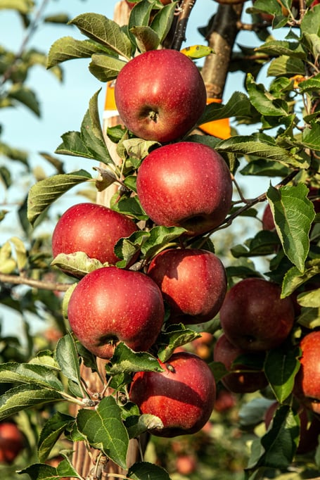 Apple tree
