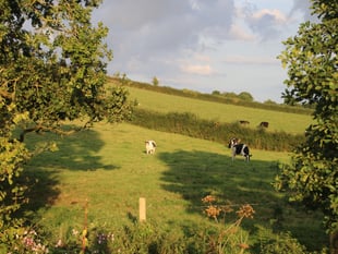 Farmers Union hope to resolve Exeter Council's proposed meat ban
