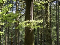Free workshop on looking after ancient woodland