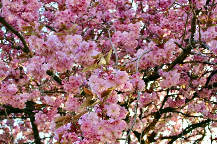 Generic shot of cherry tree blossom