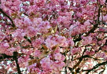 Cherry tree to be cut down in Tavistock