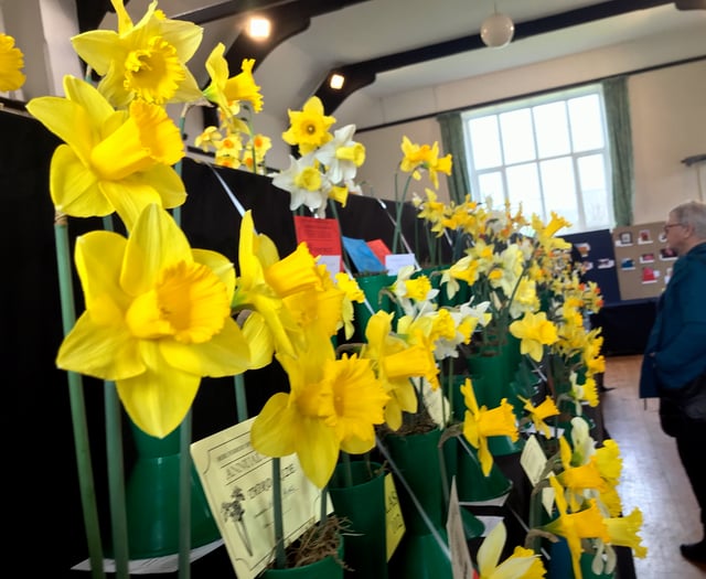 Sweet scent and golden blooms at Bere Ferrers Spring Show