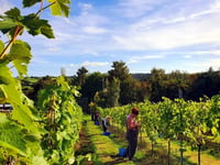 Sign up to help make wine