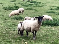 Dartmoor policy could destroy upland farming
