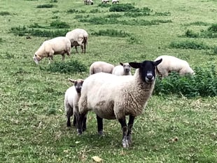Fewer animals attacked in Devon