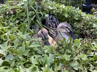 A quacking double act is sharing the limelight