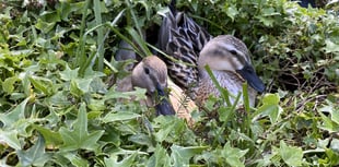 Otter blamed for duck nest raid