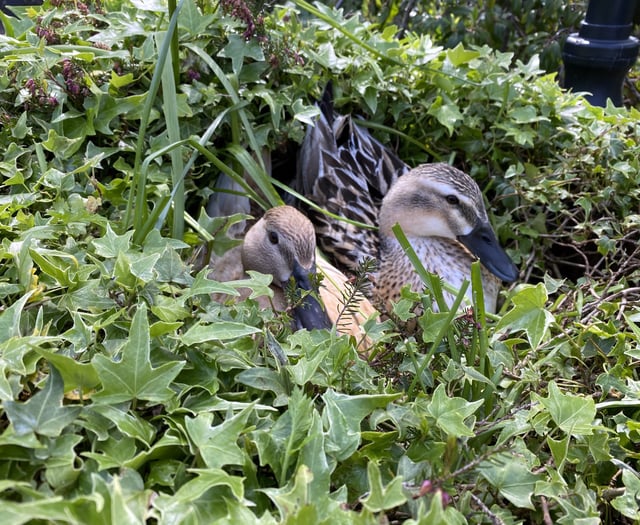 Otter blamed for duck nest raid