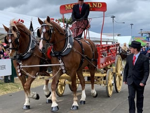 WATCH: a magnificent display of Heavy |Horses at the Devon County Show