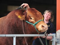 Acting show manager outlines what to expect at agricultural show 