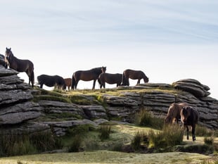 A change in fortune for Dartmoor's ponies
