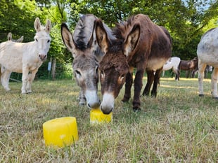 Keeping cool at The Donkey Sanctuary 