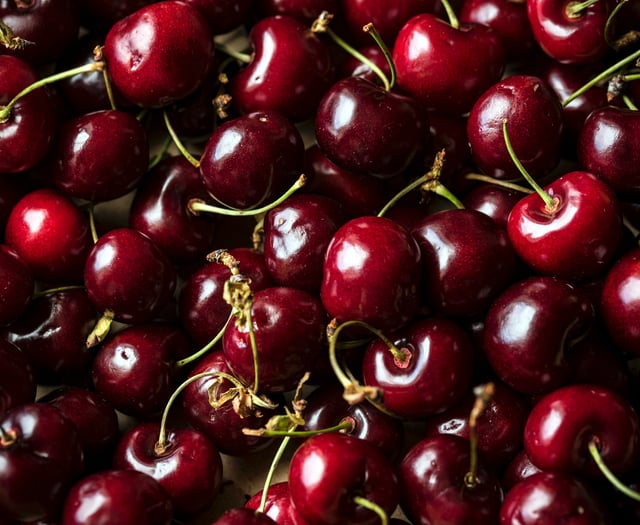 Pick your own cherries in July