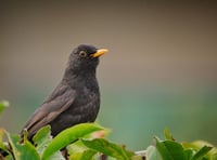 'Pick Your Own Cherries' event cancelled 