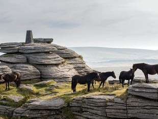 Competition to capture the charm of Dartmoor ponies in pictures