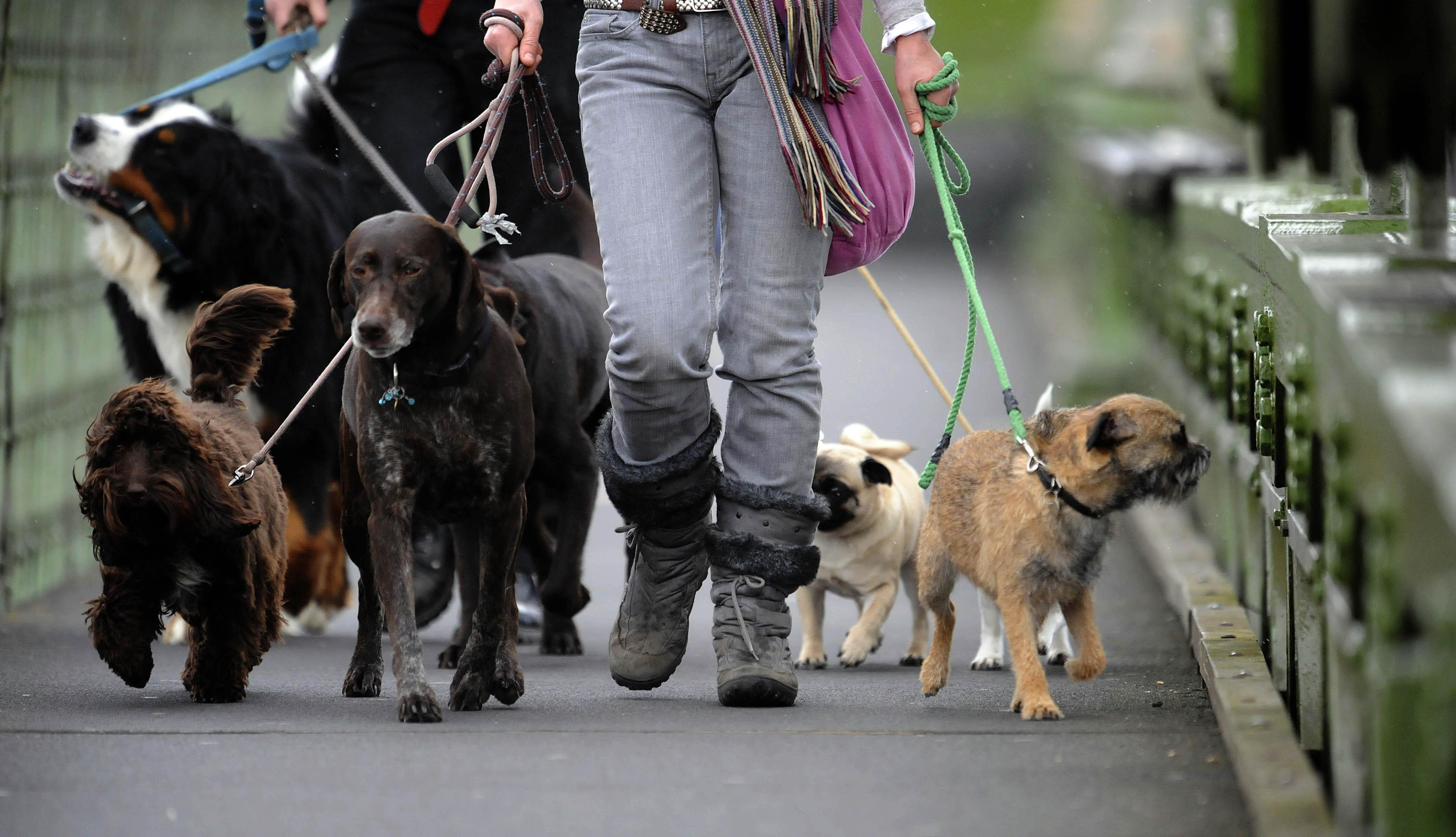  More dog bite wounds treated in Devon