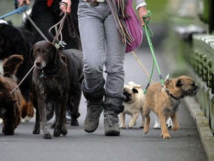  More dog bite wounds treated in Devon