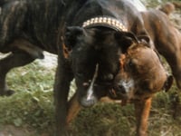 Call to report dog fighting to RSPCA