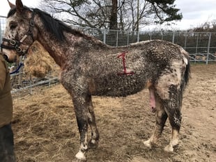 Couple given ten-year animal ban for serious horse neglect