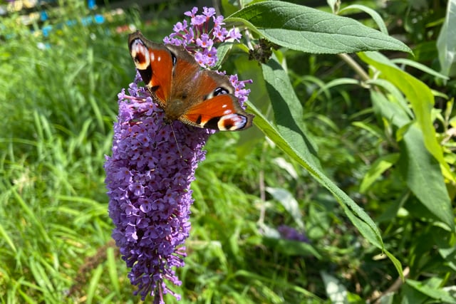 Community gardeners sought