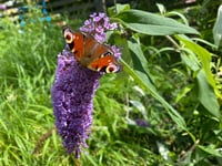 Community gardeners sought