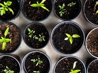 Horticultural show on its way