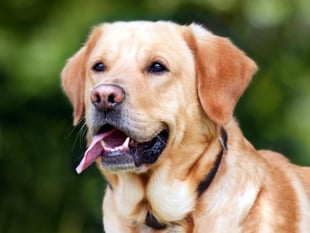 Opinion sought on dog park
