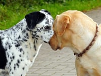Dogs to battle it out at fundraising show