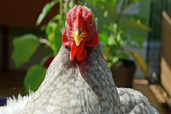 Dolly the chicken